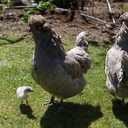 Studio Cottage - Walk To The Lake & Town Lac Lac Taupo Extérieur photo